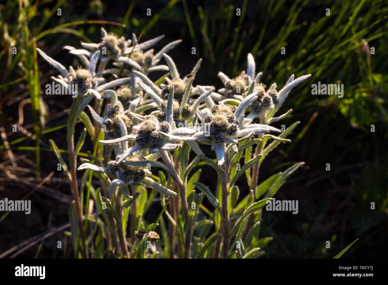 Edelweiss. Flower growing high in the mountains. Plant growing high in the mountains Stock Photo