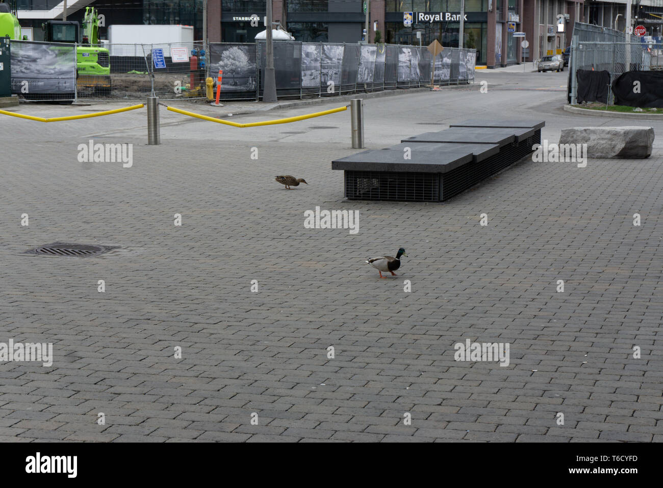 There are plenty of ducks living on the waterfront in Toronto. I cannot imagine water front without them. Stock Photo