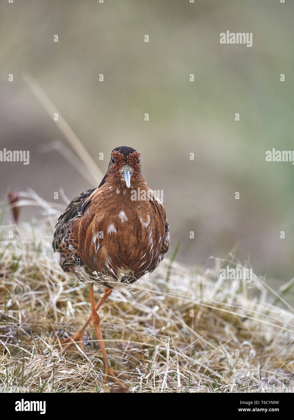 Ruff lek hi-res stock photography and images - Alamy
