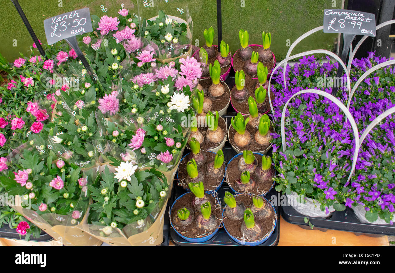Colourful potted spring flowers for sale on a flower market Stock Photo