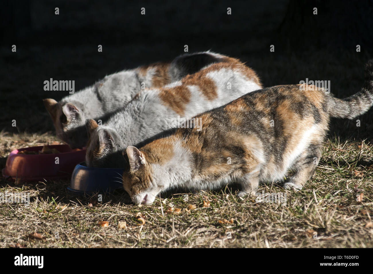 Three street cats Stock Photo