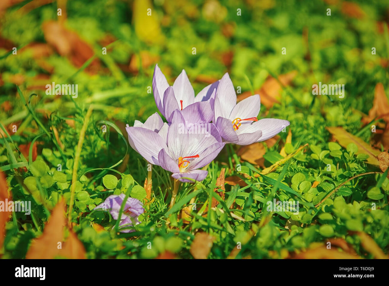 Saffron Crocus Blooming Stock Photo Alamy