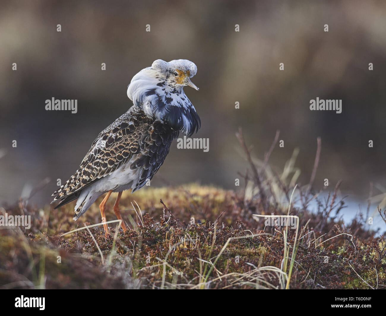 Ruff (Calidris pugnax), Europe Stock Photo - Alamy