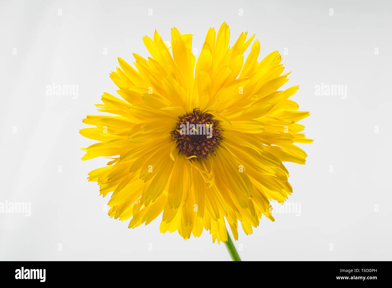Yellow daisy flower isolated Stock Photo Alamy