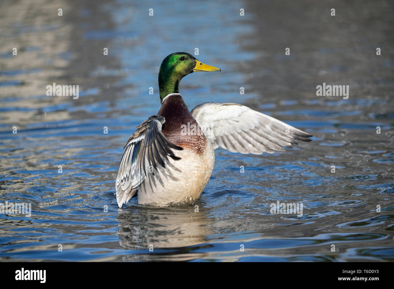Mallard; Anas platyrhynchos; Male Preening; Cornwall; UK Stock Photo