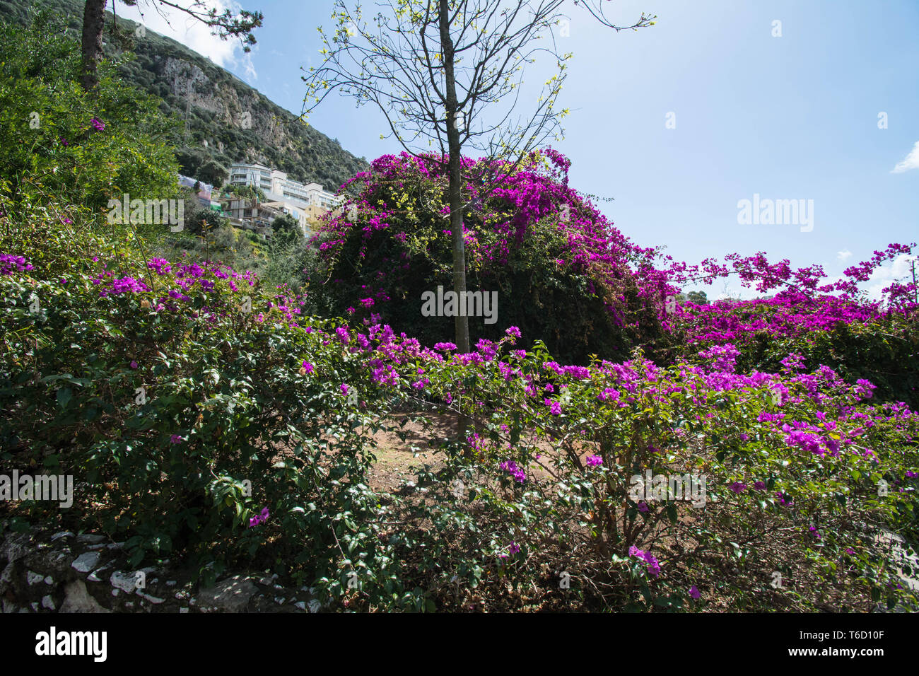 Gibraltar botanic garden hi-res stock photography and images - Alamy