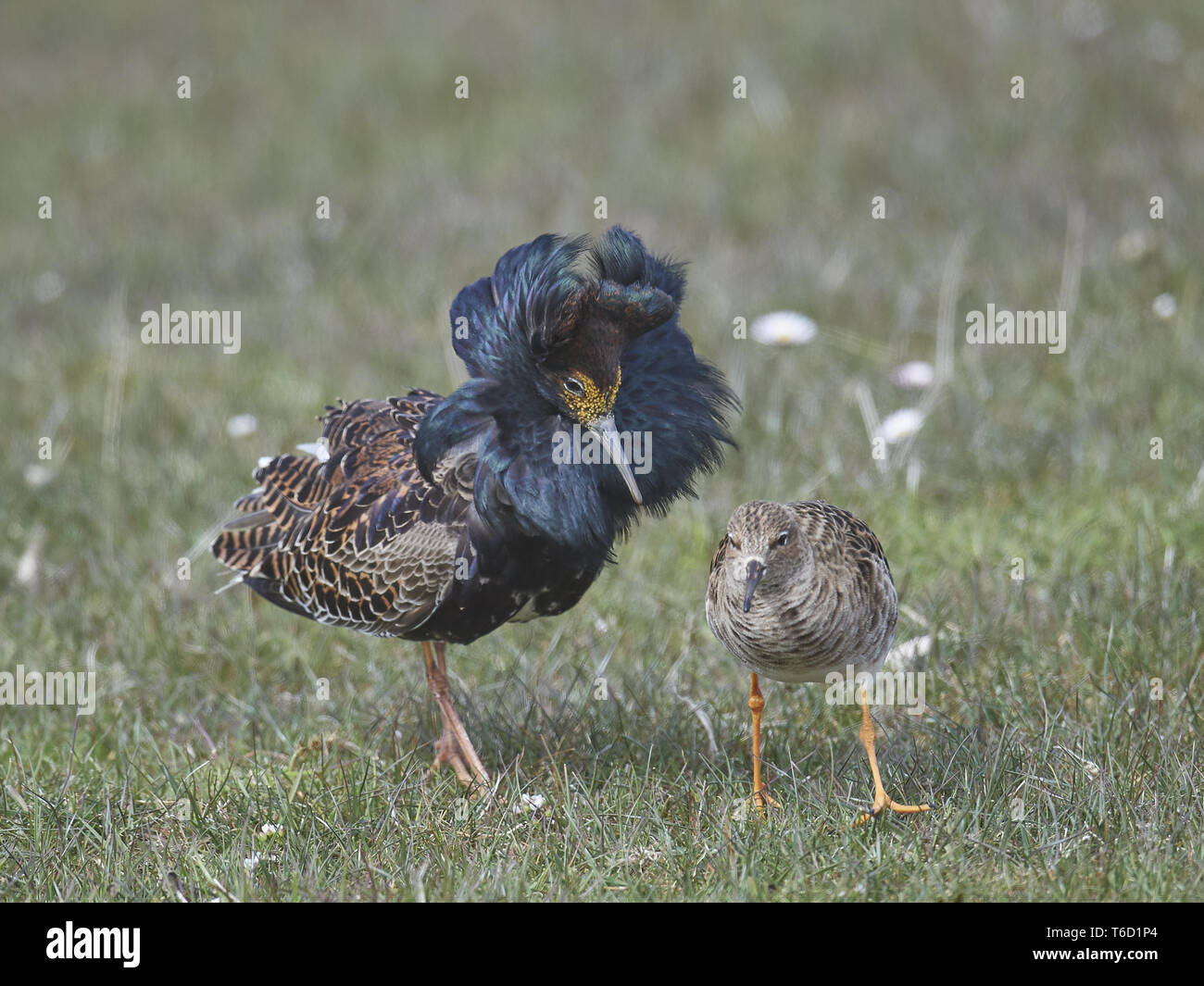 European Ruff High Resolution Stock Photography and Images - Alamy