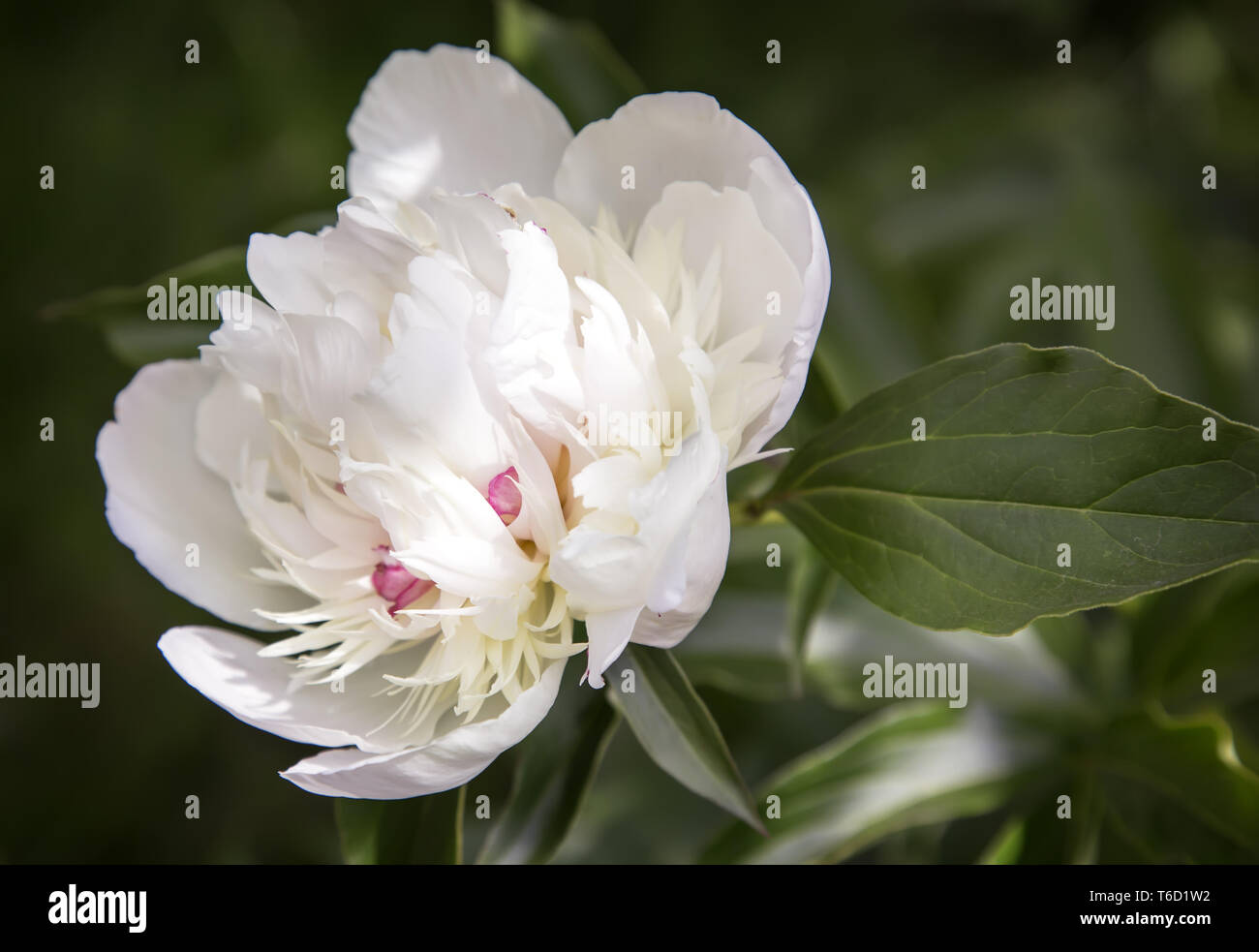 Peony, Paeonia officinalis Stock Photo - Alamy