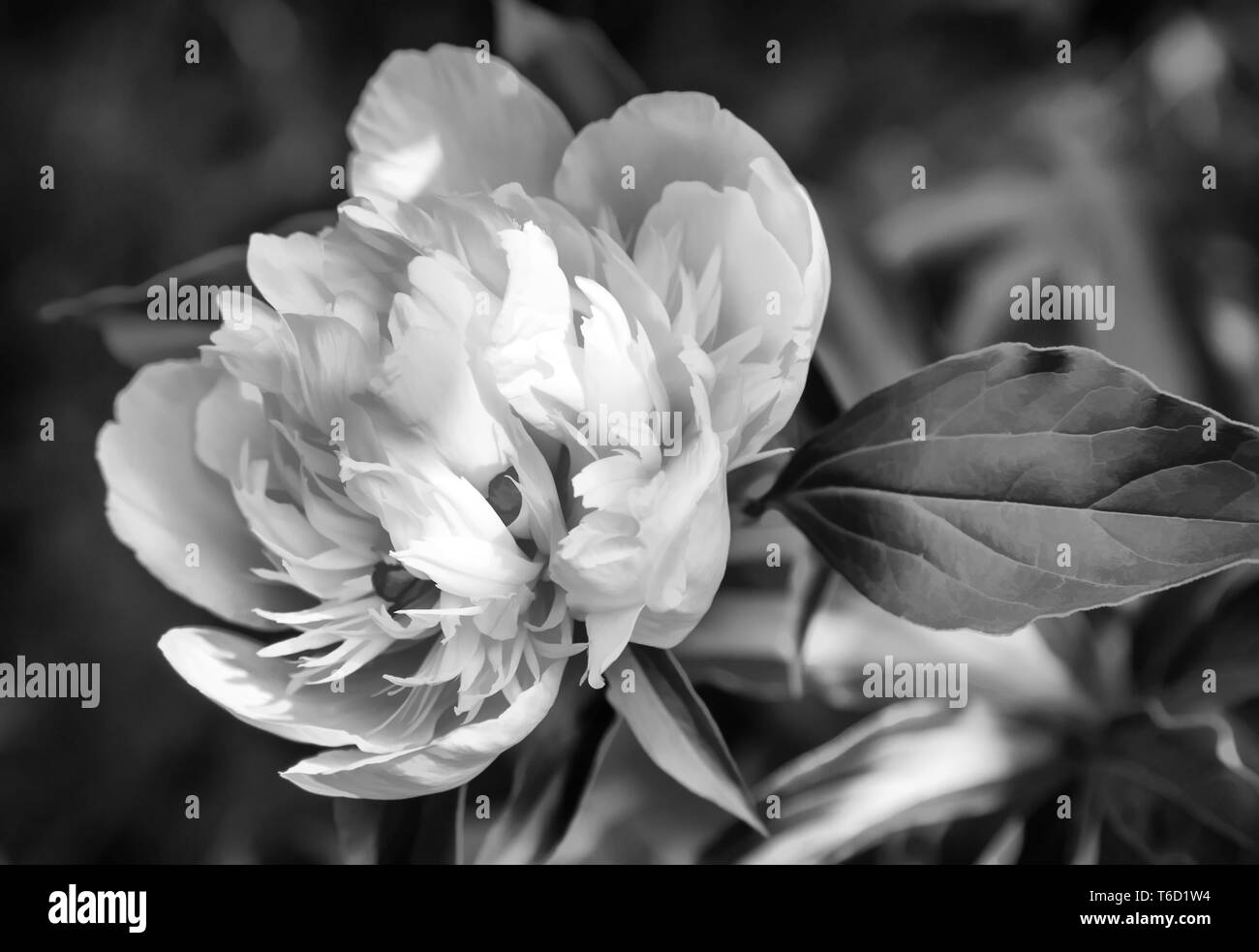 Blossoming white peony among green leaves Stock Photo
