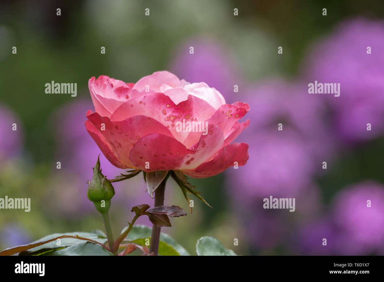 Rose (Rosa sp.) Stock Photo