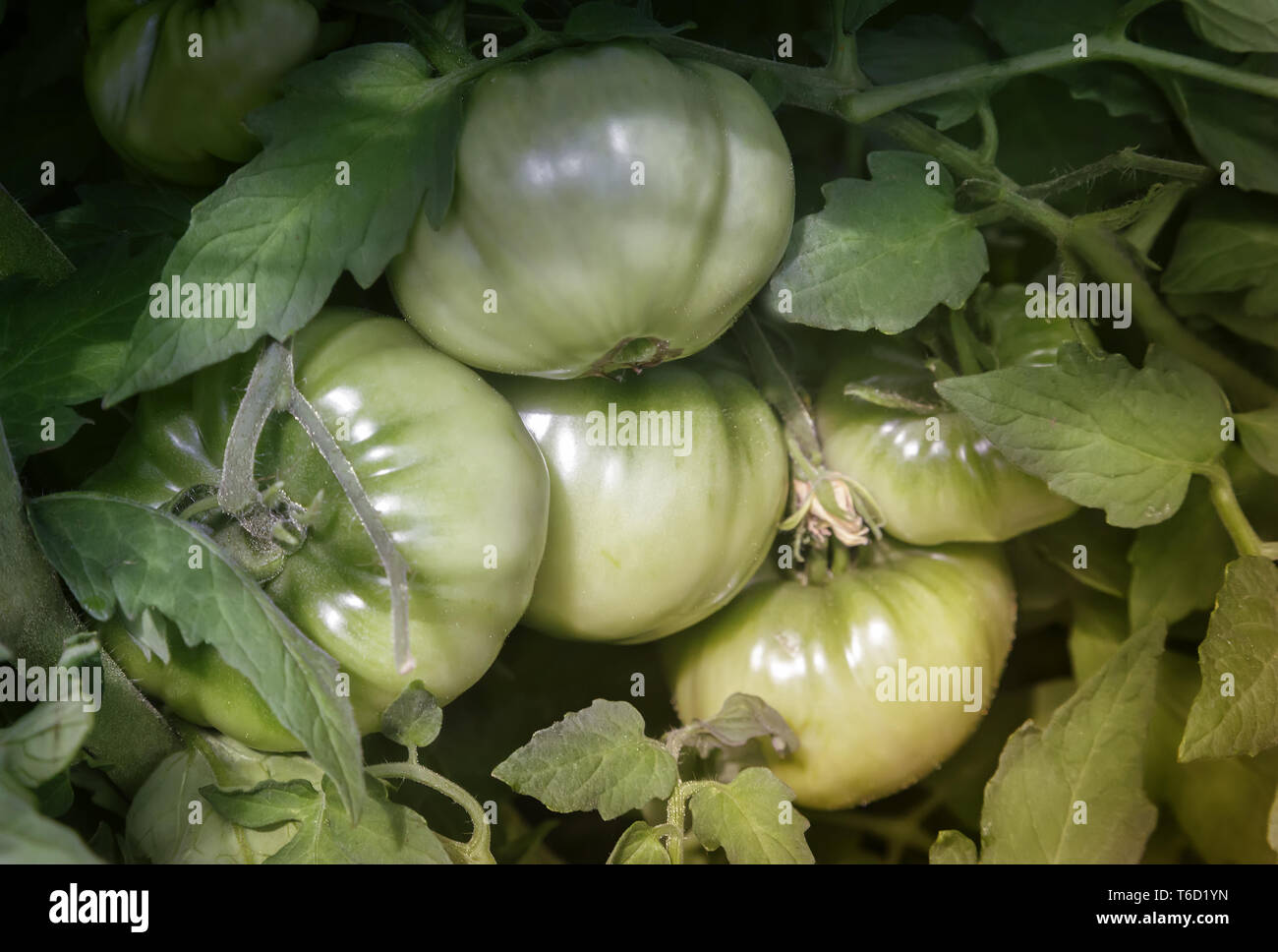 Ripening green tomatoes on the branch of a Bush Stock Photo - Alamy
