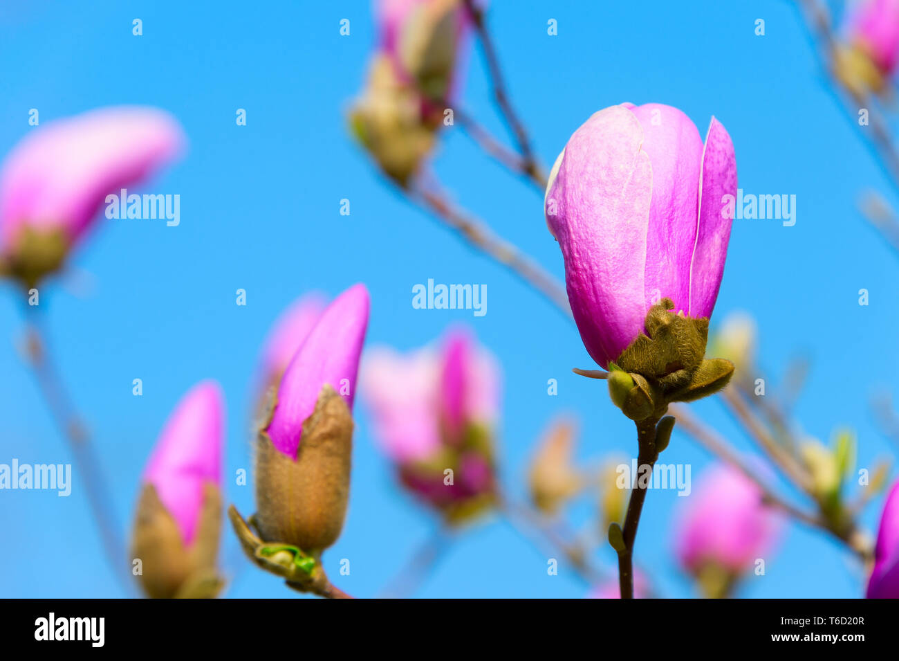 Rose magnolia flower bud Stock Photo Alamy