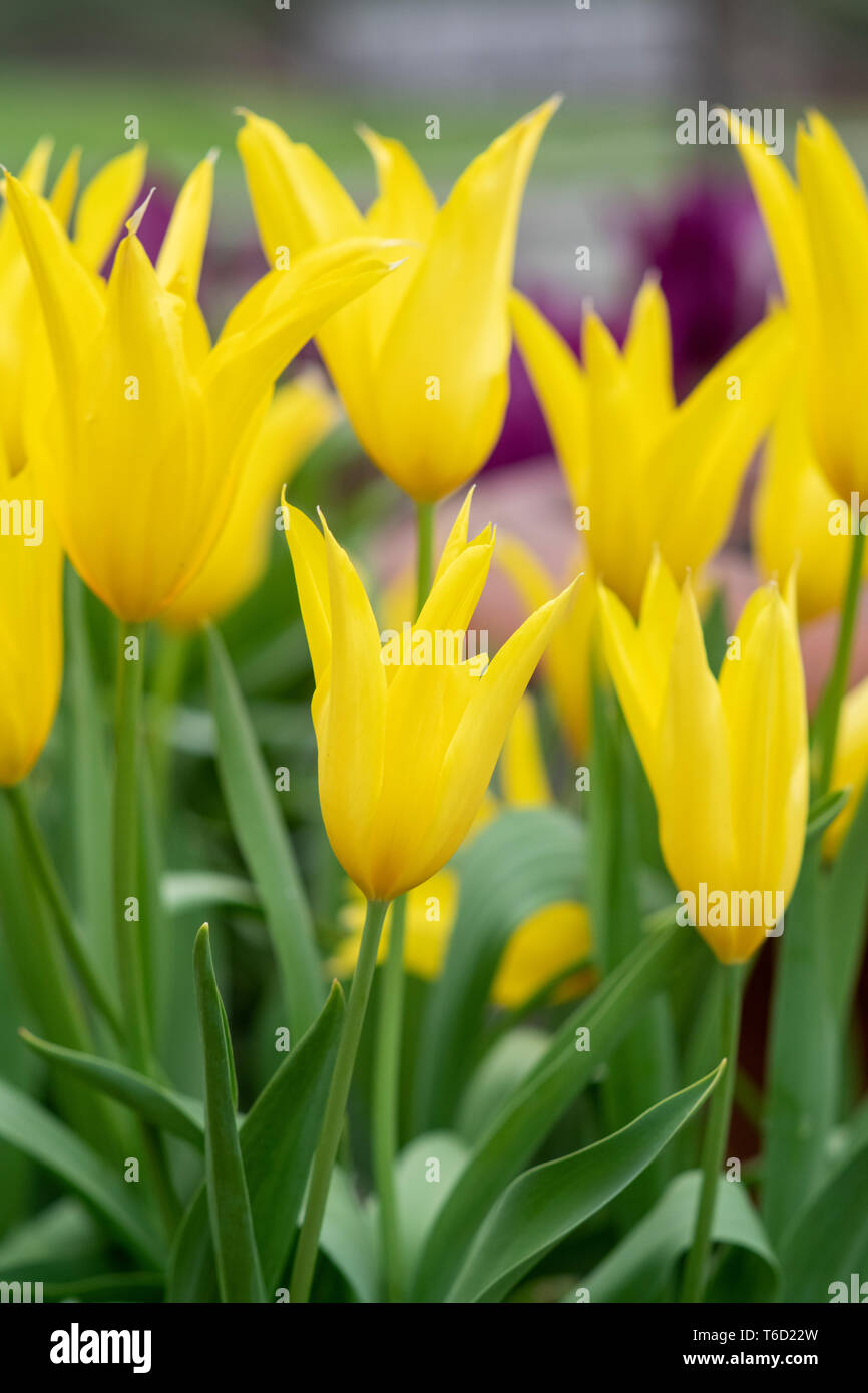 Tulipa. Lily flowered Tulip ‘West point' flowers. UK Stock Photo