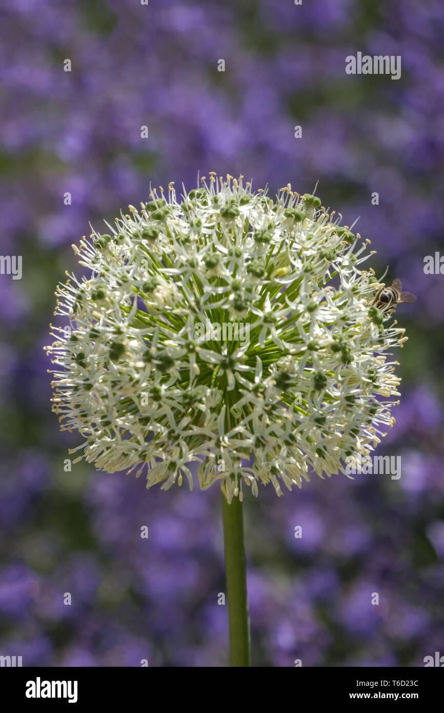Ornamental Lily (Allium) Stock Photo