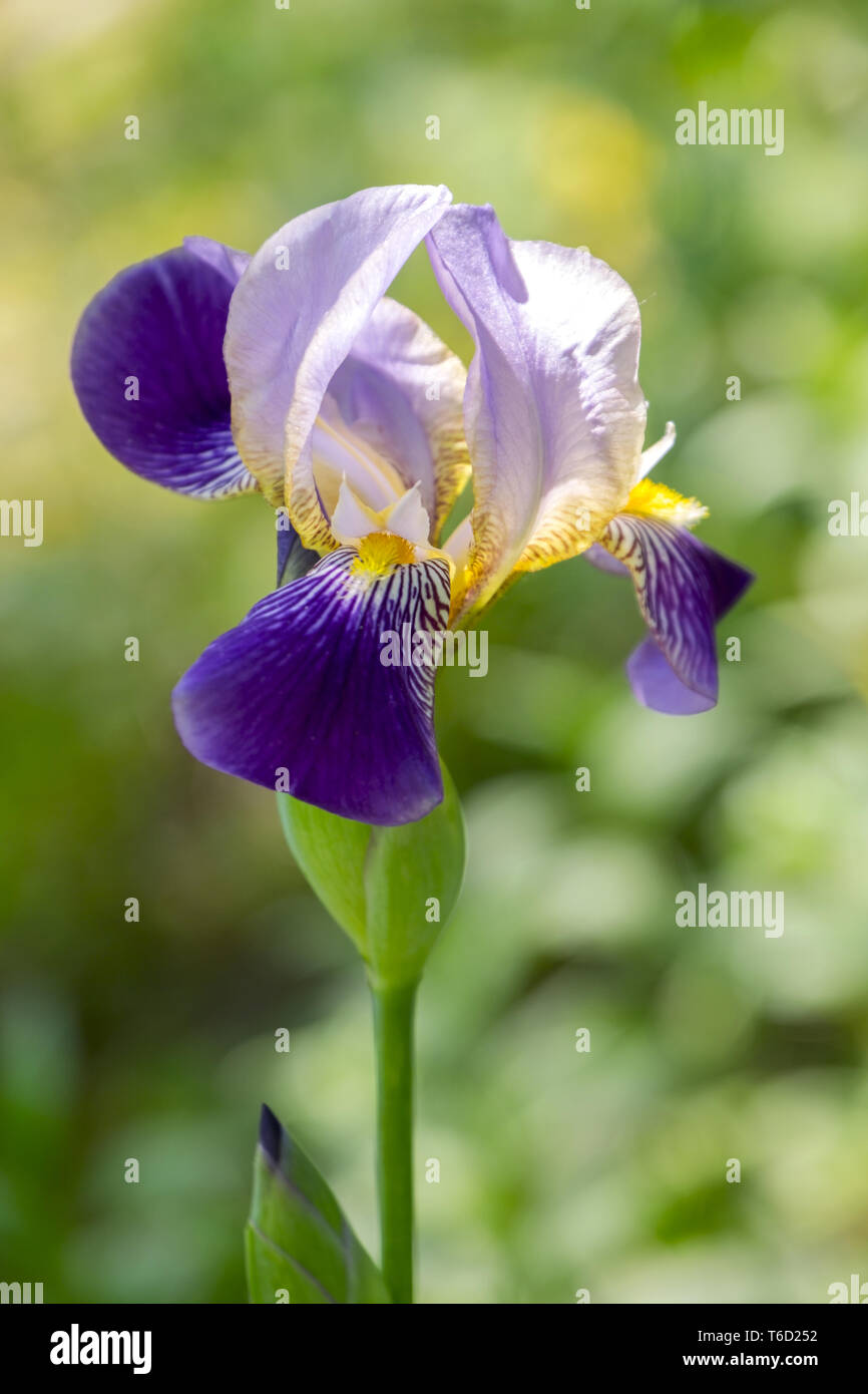 German Iris (Iris × germanica) Stock Photo