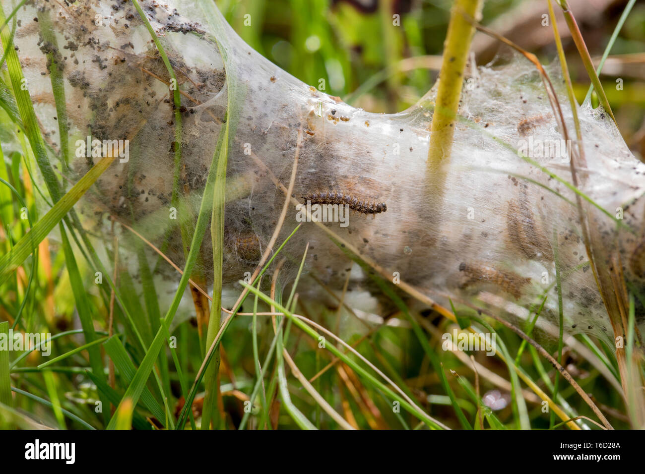 Marsh Fritillary Caterpillars; Euphydryas aurinia; On Web; Cornwall; UK Stock Photo