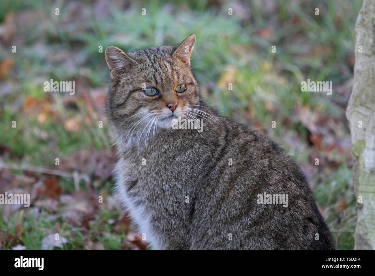 European Wild Cat, Felis silvestris, South Germany Stock Photo