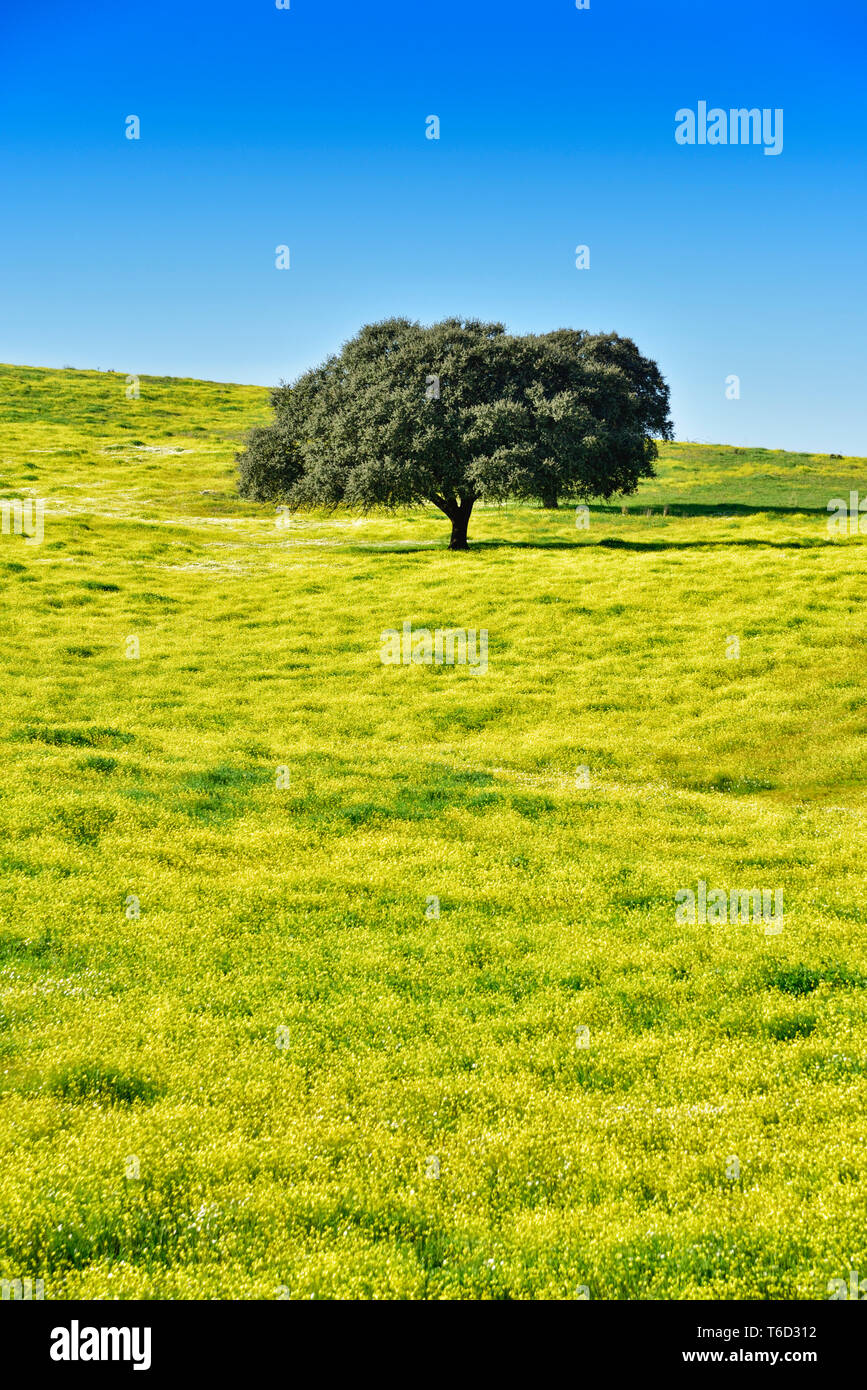 Holm oak in the vast plains of Alentejo. Portugal Stock Photo