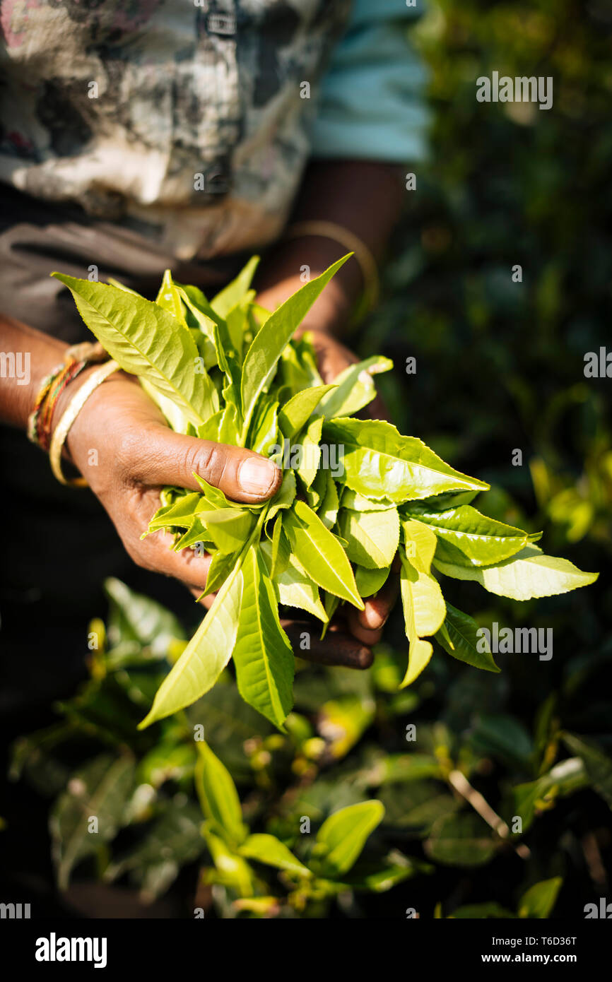 Tamil Woman Tea Picker in a Tea Plantation in the Highlands, Nuwara Eliya, Central Province, Sri Lanka, Asia Stock Photo