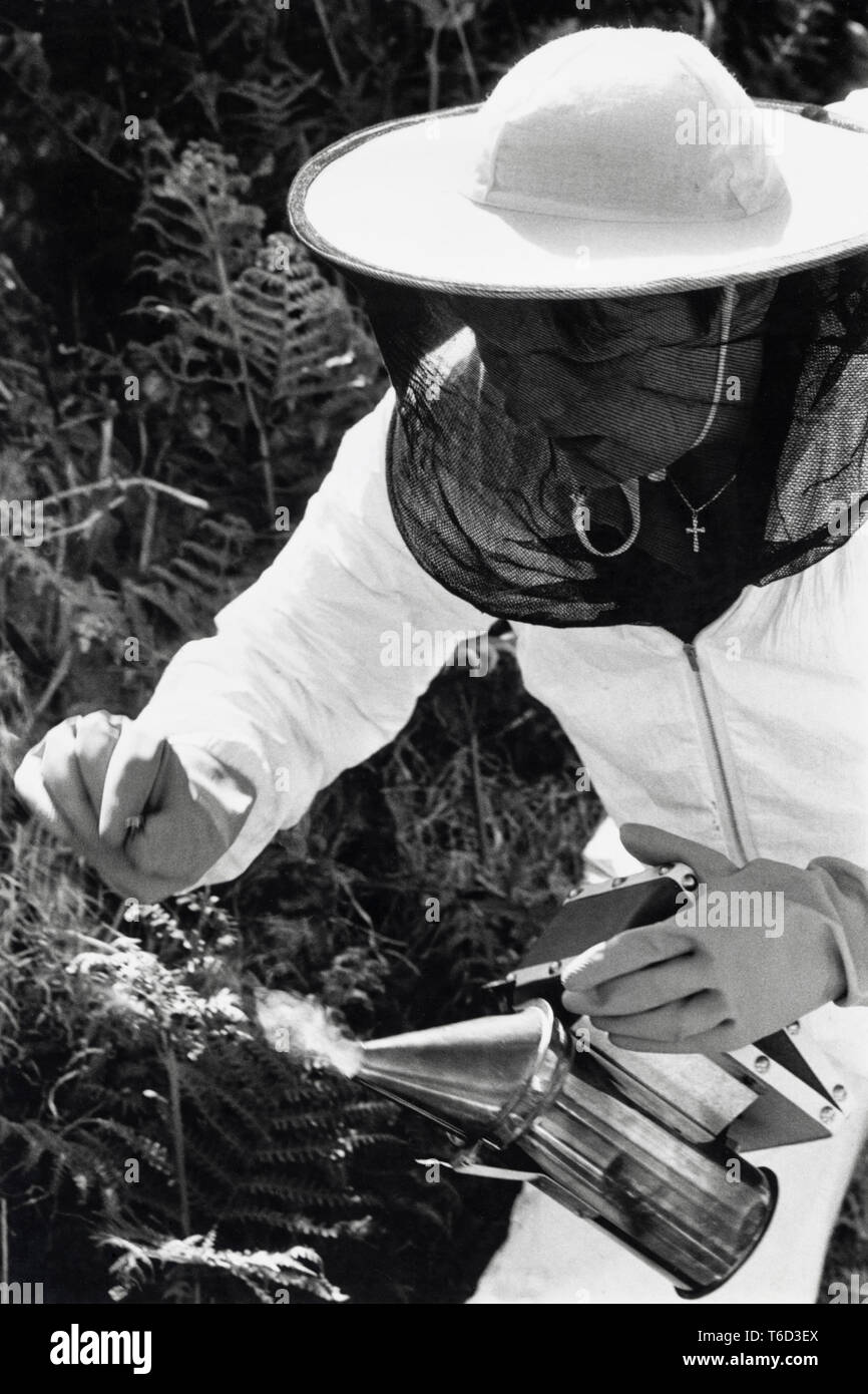 Bee keeper in white protective suit using smoker at Abergavenny Monmouthshire South Wales UK Stock Photo