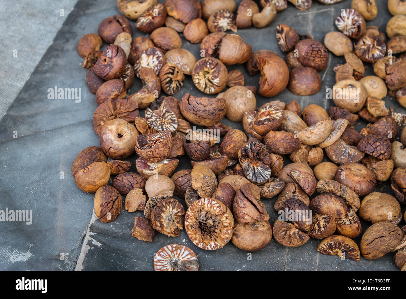 Areca Nuts also known as Betel Nuts laid out to dry on a Street in Mandalay, Myanmar. Stock Photo