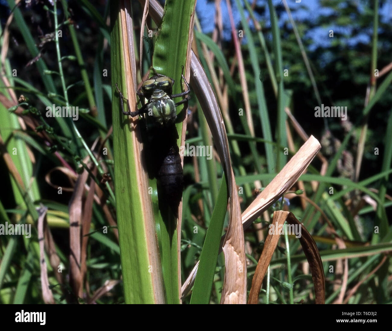 SOUTHERN  AESHNA EMERGING (AESHNA CYANEA)  Phase 1 Stock Photo