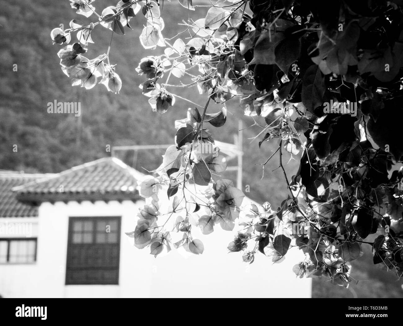 Close-up black-white, grayscale photo of bougainvillaea flowers on the wall in Tenerife, Garachico town, Spain Stock Photo