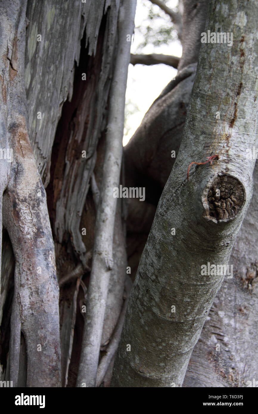 Trunk and Roots of the Hill's Weeping Fig (Ficus Microcarpa Hillii) Gold Coast, Australia Stock Photo