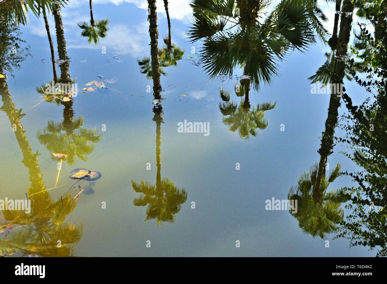 Palm trees reflect in the water Stock Photo
