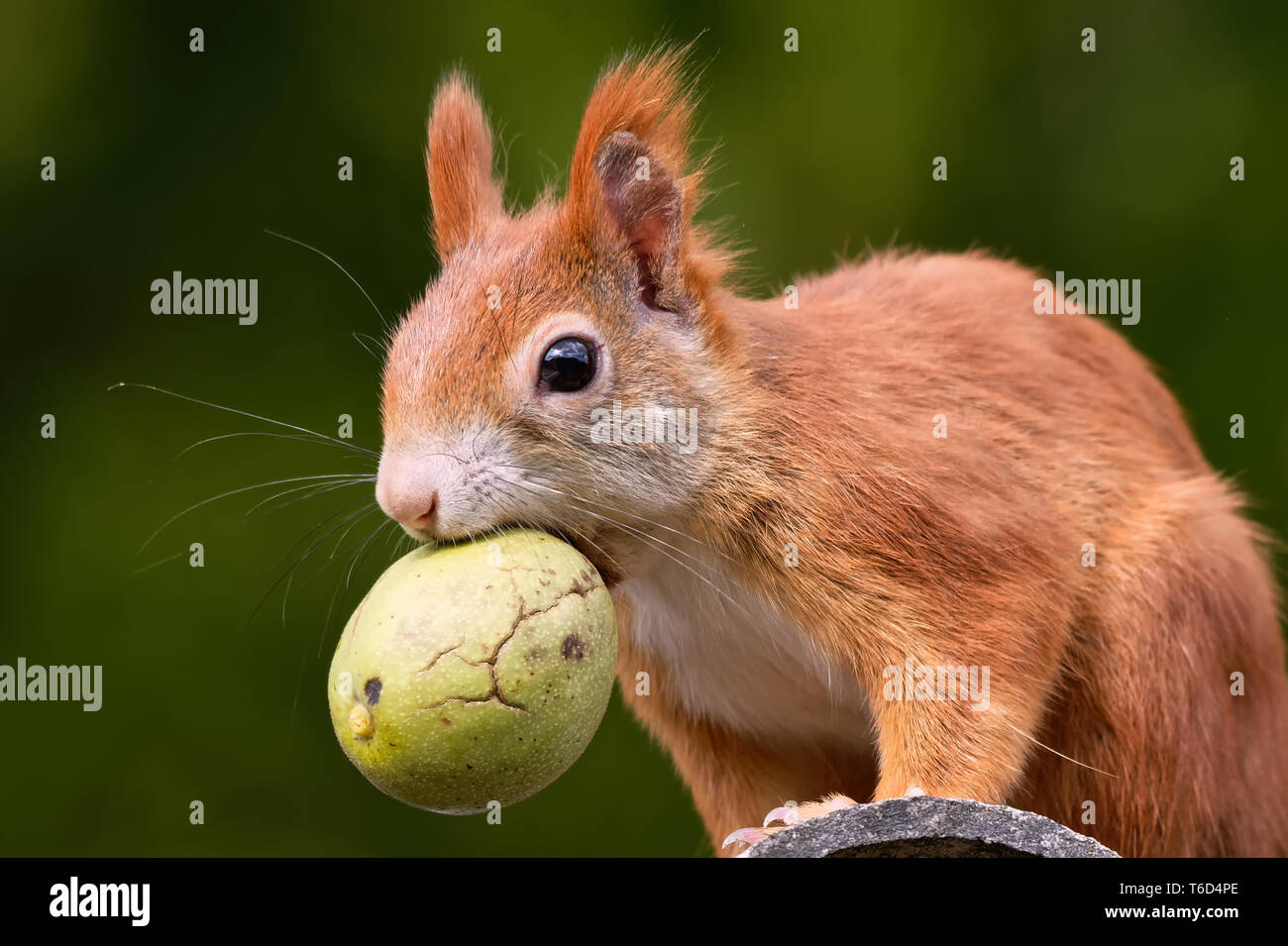 Red Squirrel with a walnut Stock Photo