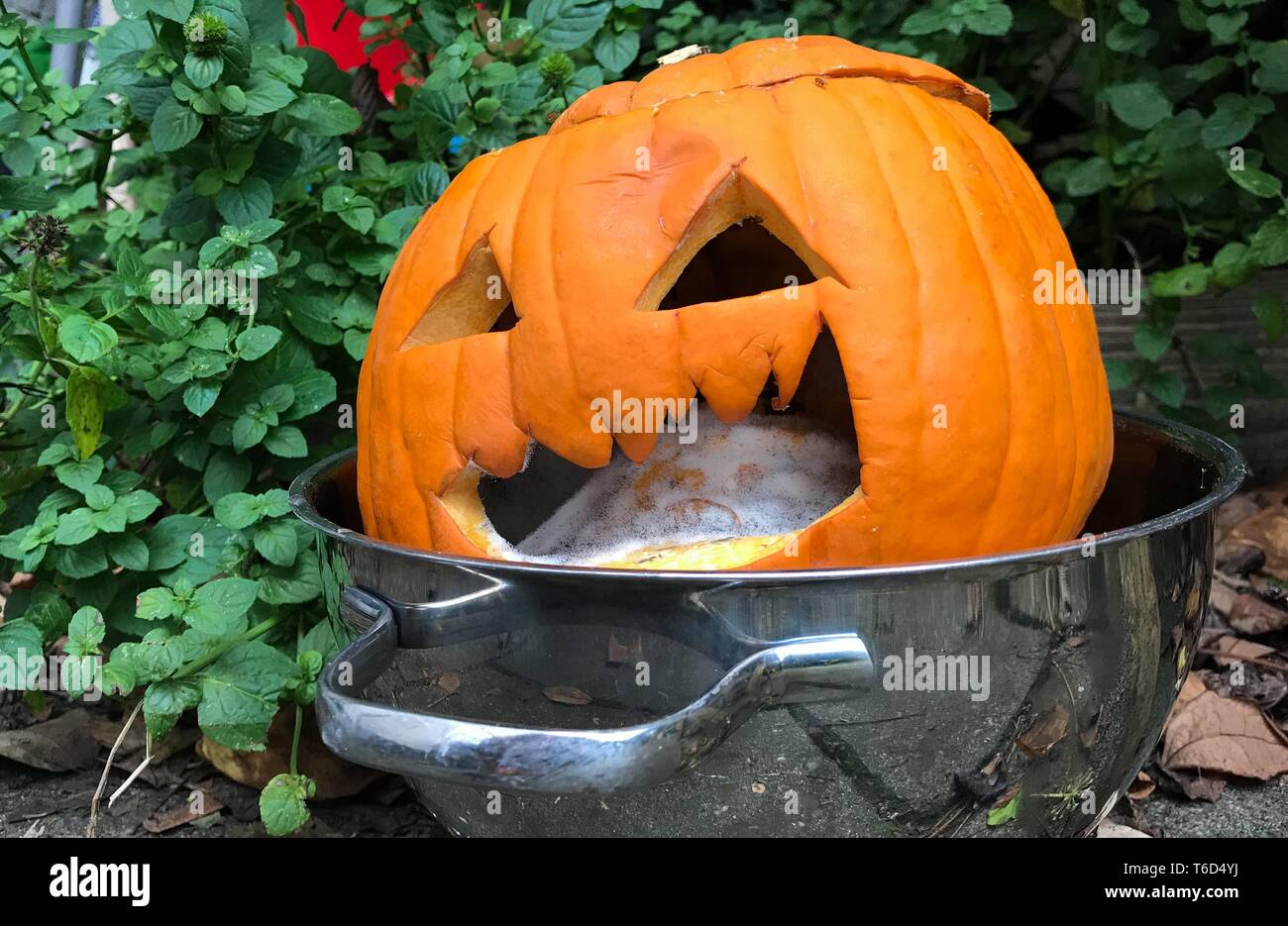 rotten evil pumpkin Stock Photo Alamy