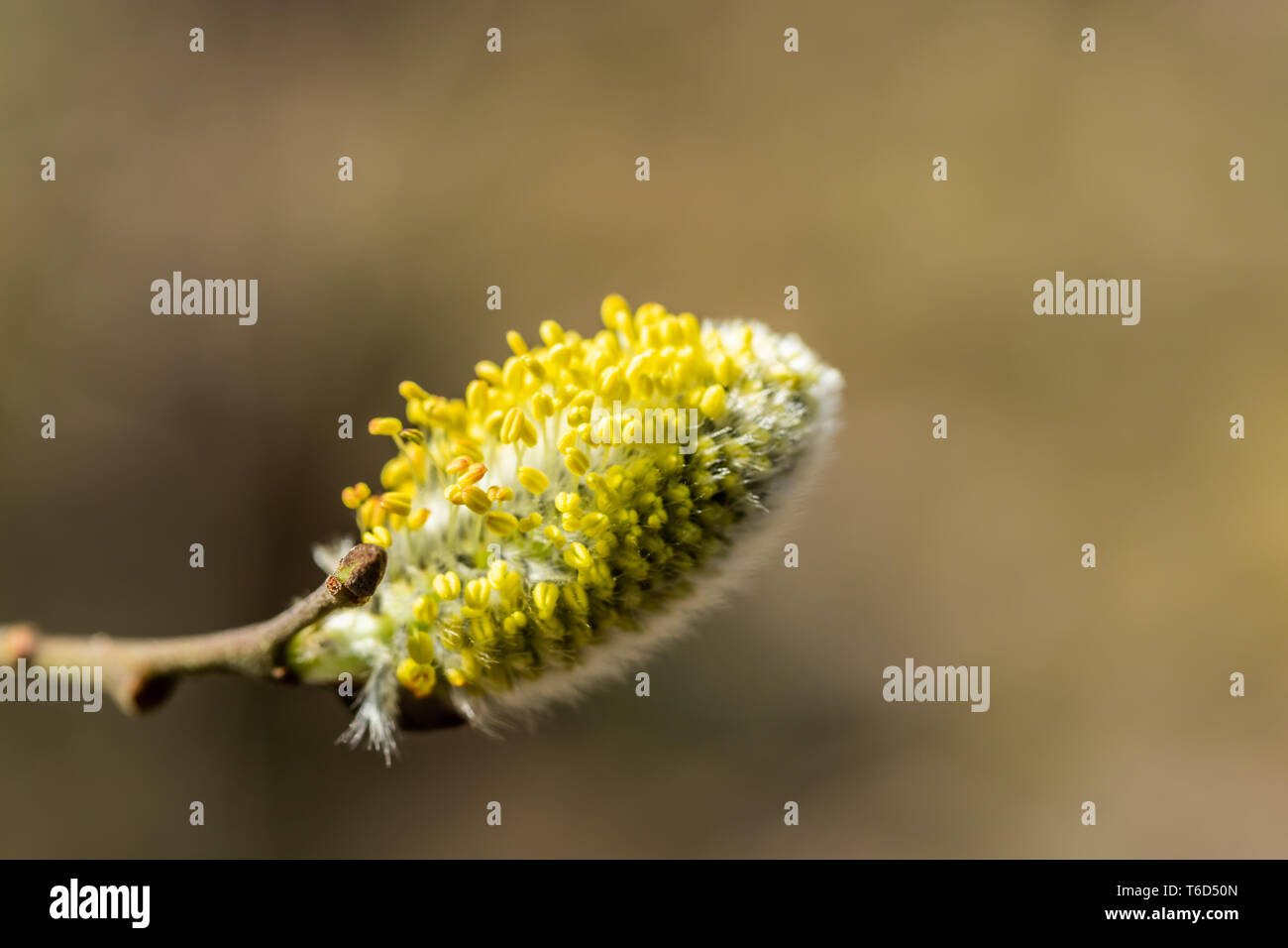 Willow - Salix caprea - buds blossoming in spring, Finland Stock Photo ...