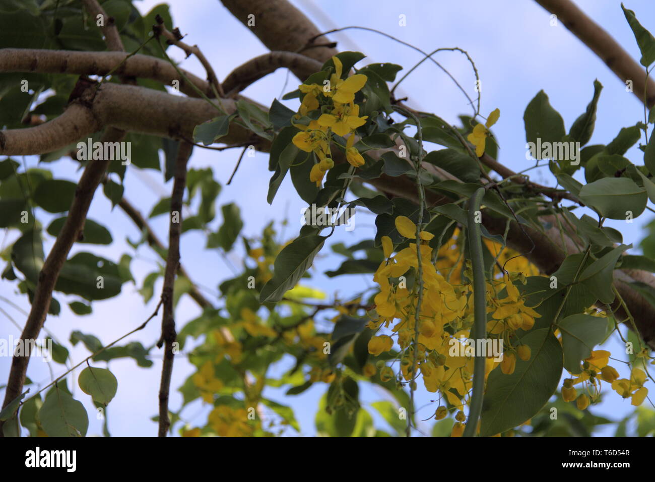 Cluster of Yellow Flowers Hanging from the Branches of the  Brush Cassia (Cassia Marksiana) Stock Photo