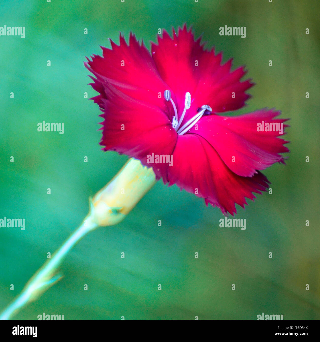 Red carnation against a green background Stock Photo