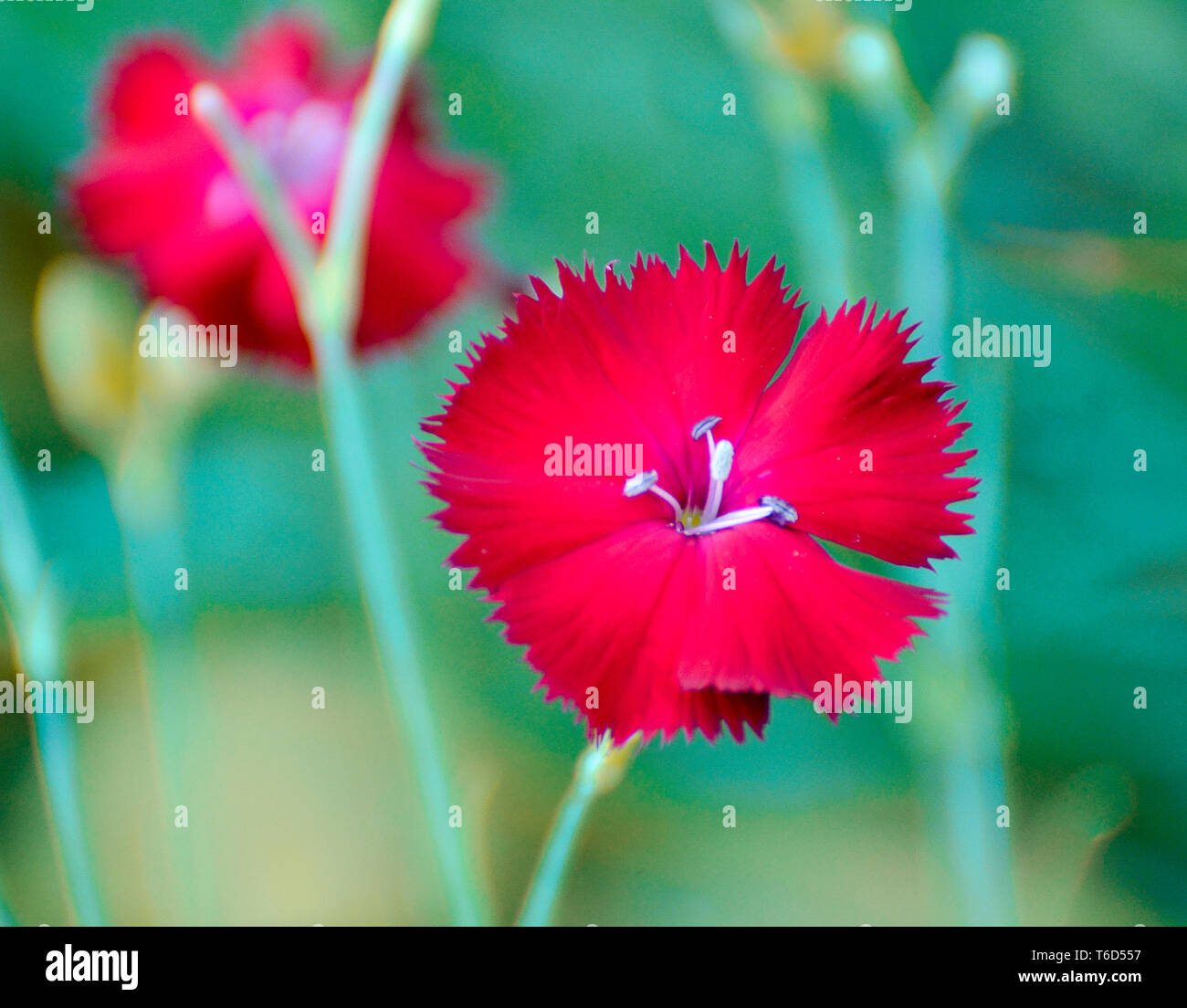 Red carnations against a green background Stock Photo