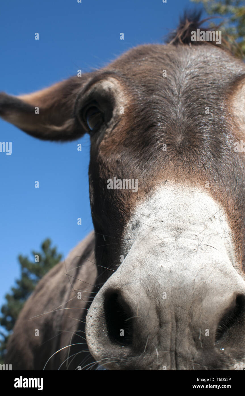 Head of donkey closeup against blue sky background Stock Photo
