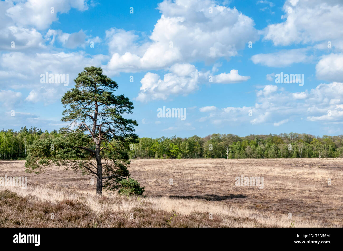 Scots pine, Pinus sylvestris, in Dersingham Bog, Norfolk.  It is the largest remaining example of acid valley mire habitat in East Anglia. Stock Photo