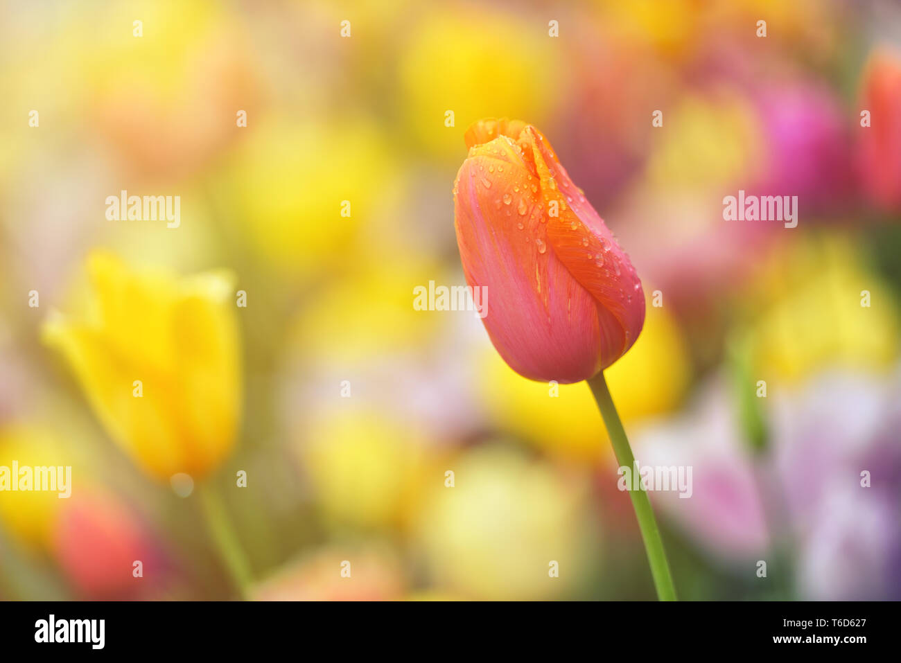 Colorful tulip field, summer flowerwith green leaf with blurred flower as background Stock Photo