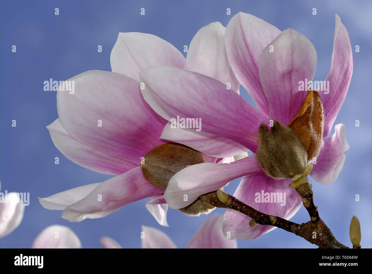 Japanese magnolia petals hi-res stock photography and images - Alamy