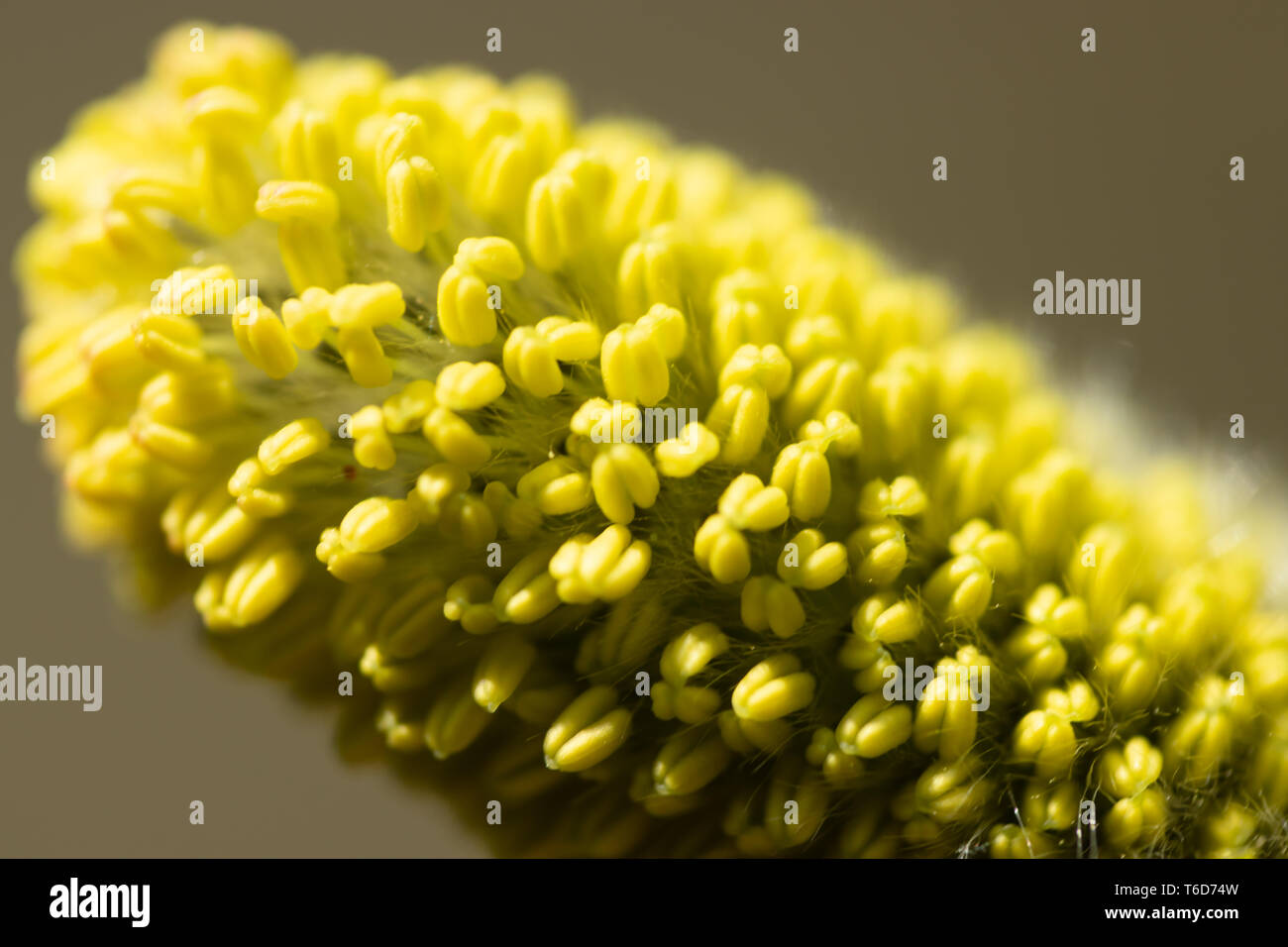 Willow - Salix caprea - buds blossoming in spring, Finland Stock Photo ...