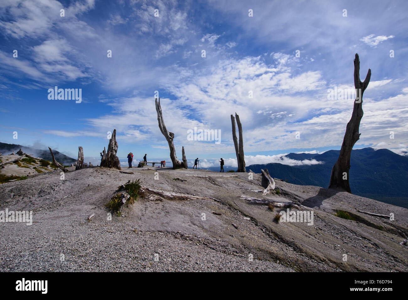 Trees destroyed by the Chaitén volcano eruption, Pumalin National Park, Patagonia, Chaitén, Chile Stock Photo