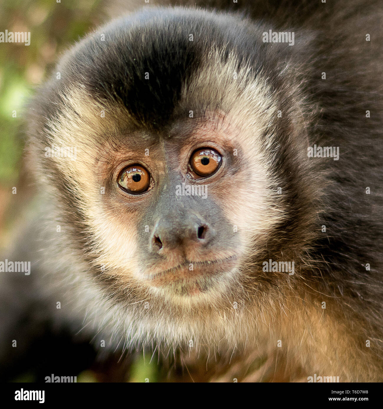 Sapajus hires stock photography and images Alamy