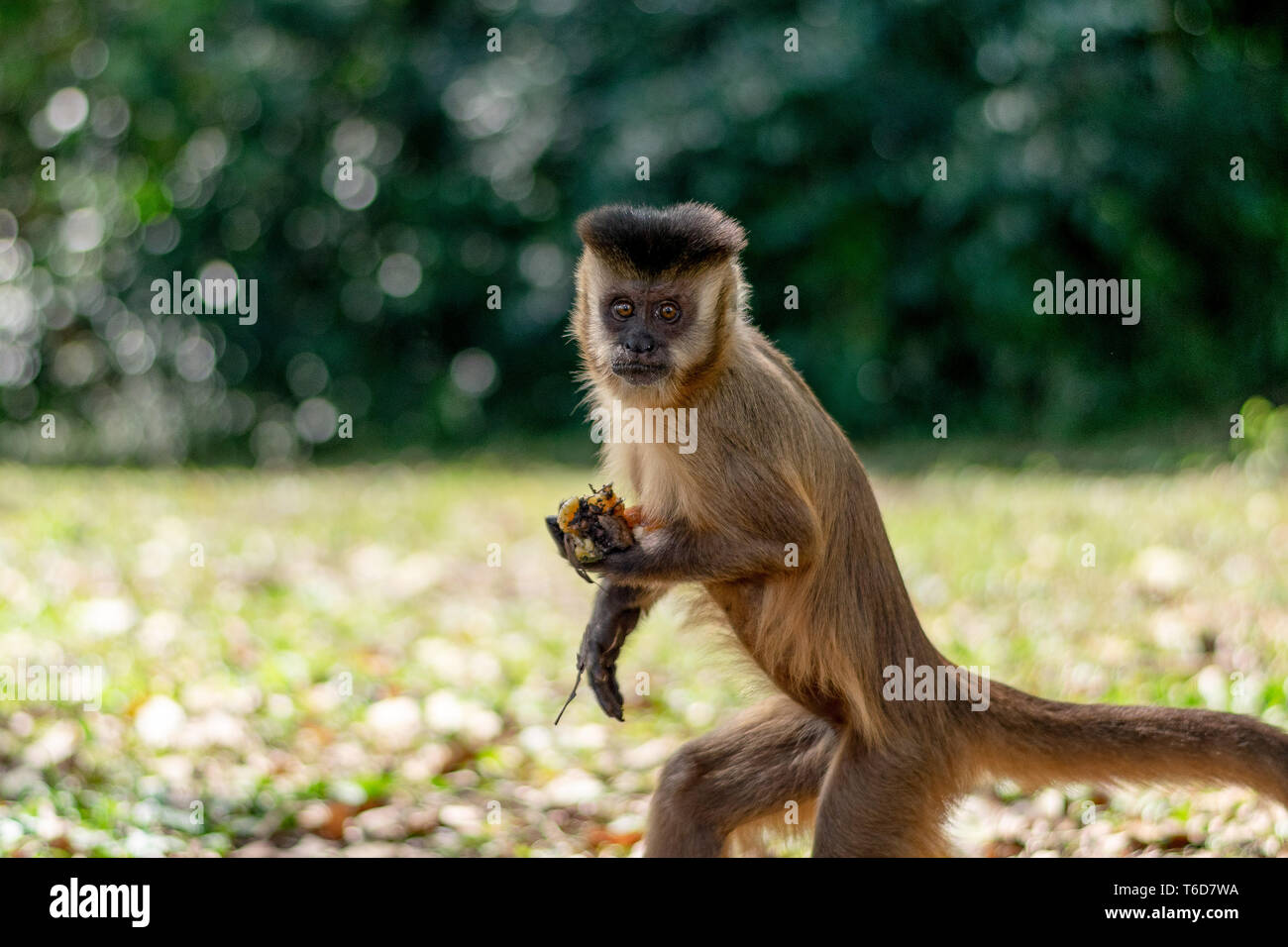 Beautiful Sapajus monkey closeup Stock Photo