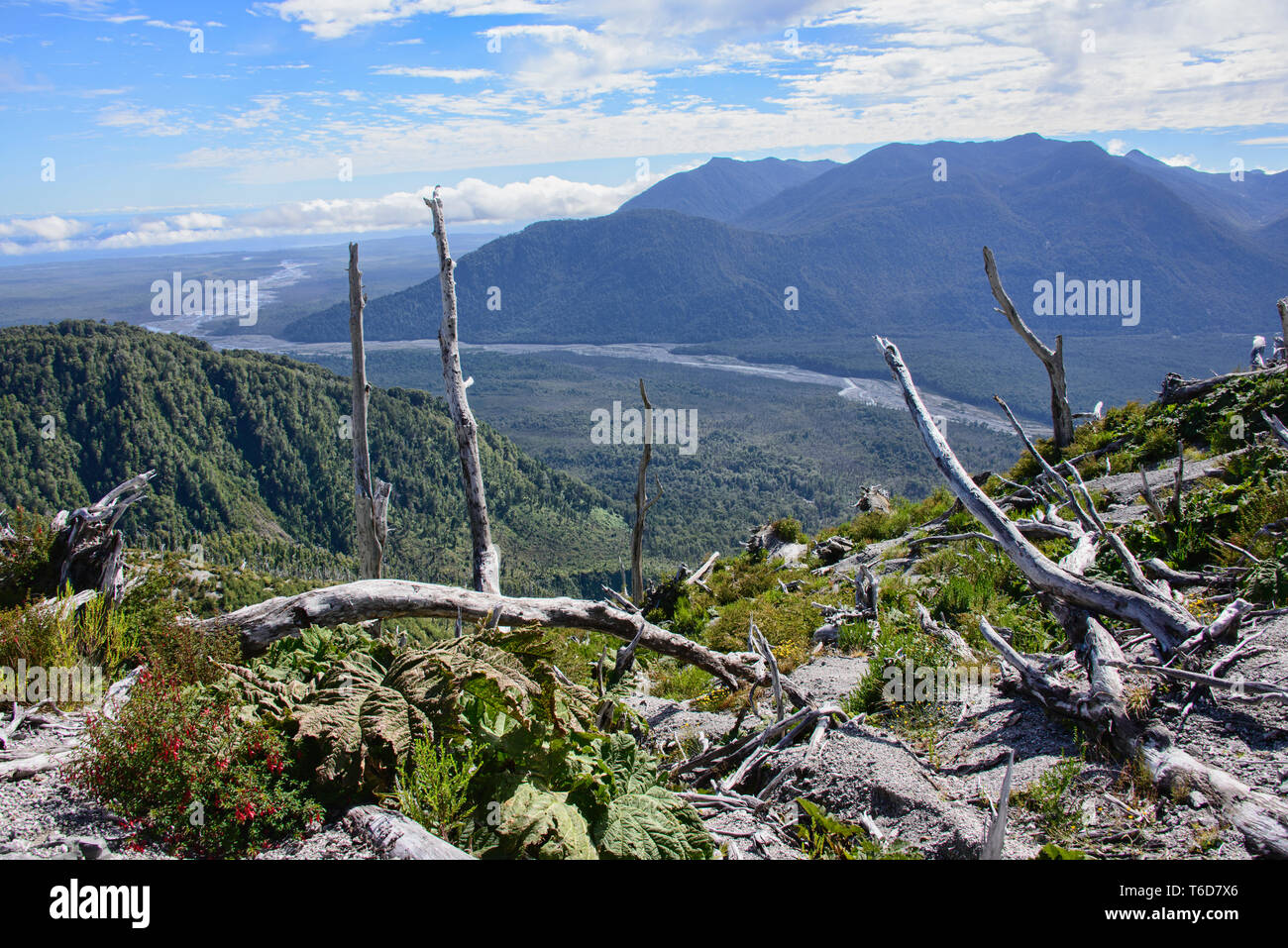 Trees destroyed by the Chaitén volcano eruption, Pumalin National Park, Patagonia, Chaitén, Chile Stock Photo