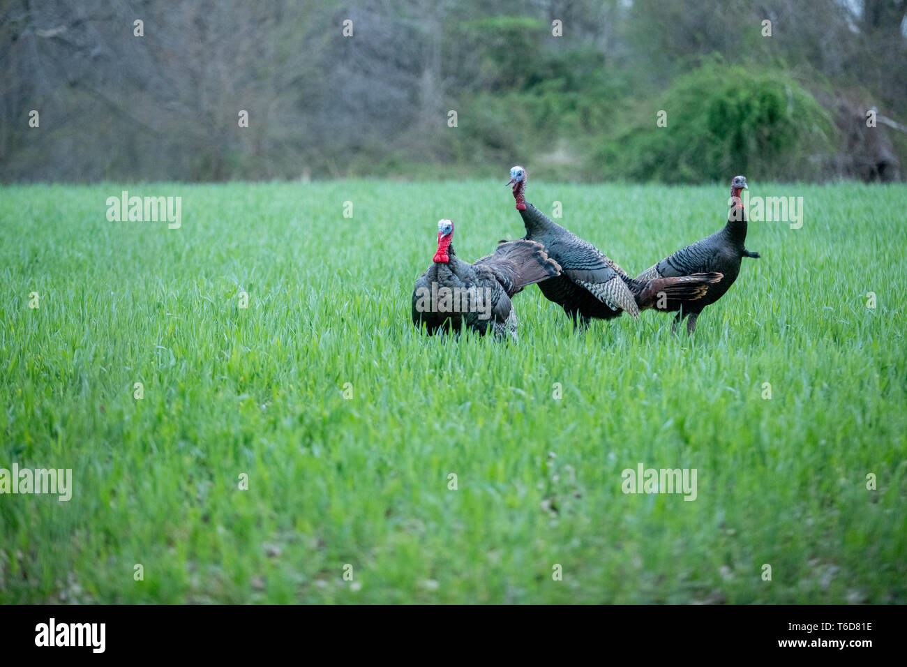 Jake turkeys fight decoys Stock Photo Alamy