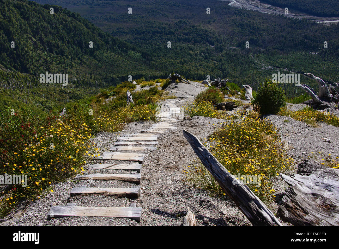 Trees destroyed by the Chaitén volcano eruption, Pumalin National Park, Patagonia, Chaitén, Chile Stock Photo
