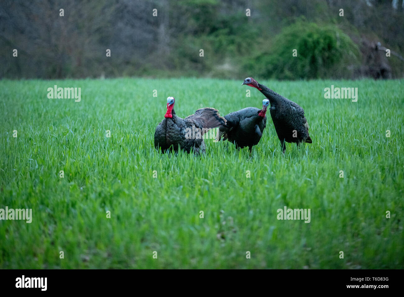 Jake turkeys fight decoys Stock Photo Alamy