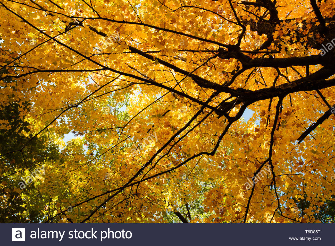 Sugar Maple Tree Wisconsin Stock Photos & Sugar Maple Tree Wisconsin