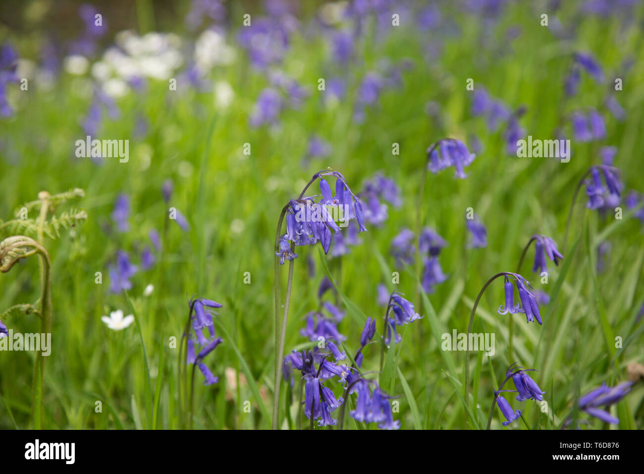 Bluebells In Woods In The Uk On A Sunny April Day Seasonal Weather And Flowers In The Uk A Carpet Of Bluebells In An English Woodland Stock Photo Alamy