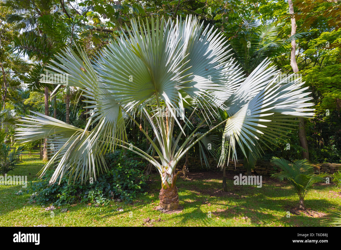 Palms Trachycarpus Fortunei Medellin Stock Photo